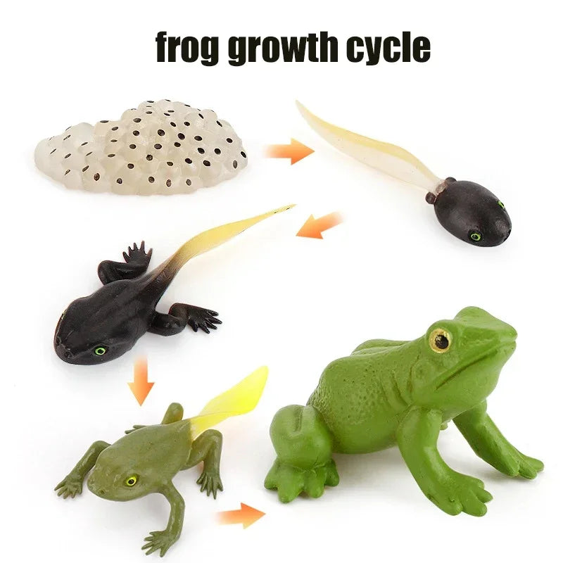 Animal Life Cycle Board Children Toys Montessori Teaching Aids Plant Animal Growth Cycle Model Set preschool cognitive Toys